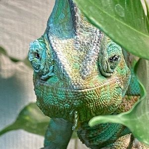 Meet your Posher, Grayson